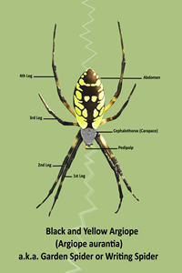 Garden Spider Drawing