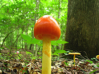 Caesar's Mushroom